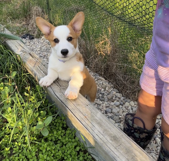 Picture of corgi puppy in a garden